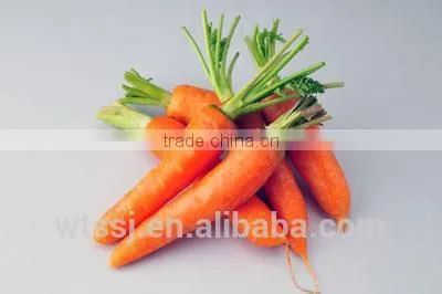 CO2 Supercritical Fluid Extraction Oil Carrot Oil photo-2