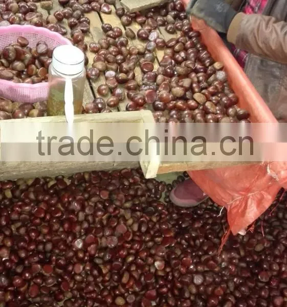 Fresh Chinese Chestnut photo-6