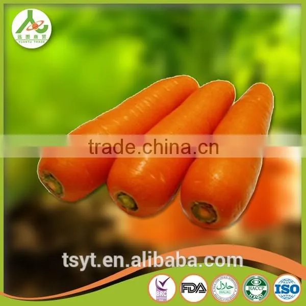 Health Food Fresh Carrot Crisp and Good Flavor Fresh Carrot Carrots photo-5