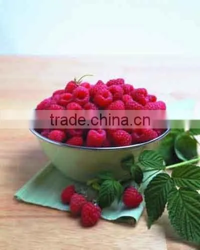IQF Frozen Raspberries
