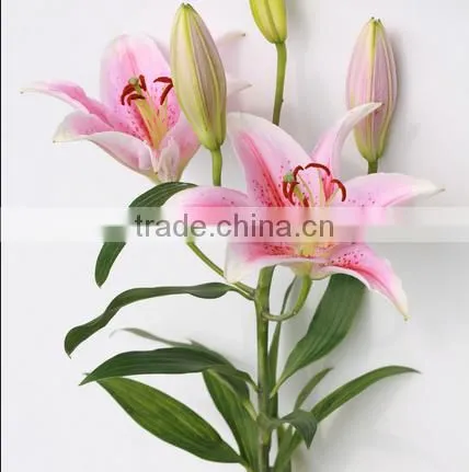 Decoration Lily Flower Fresh Cut Lily Flower Ornamental Flower photo-4