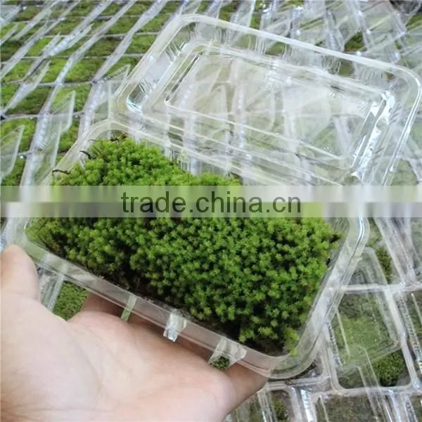 DIY Accessories Natural Green Micro Landscape Decorative Moss photo-2