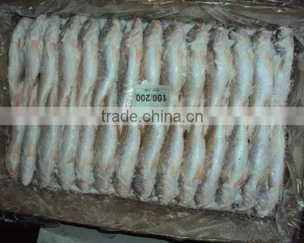Frozen Silver Croaker photo-2