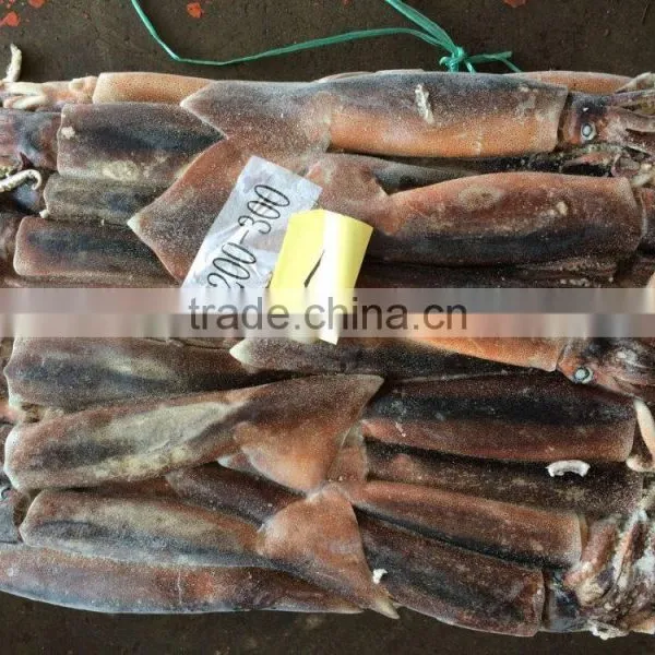 Natural Sea Frozen Illex Squid photo-2