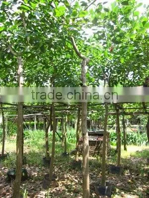 Erythrina Variegata Potted Trees
