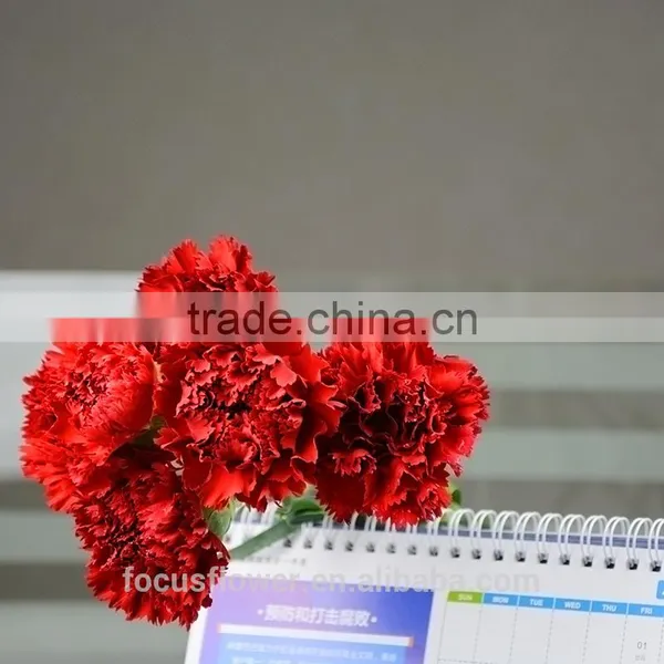 Good Petals Red Carnation Flower to Workmates photo-2