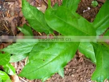 Rauwolfia Serpentine photo-4
