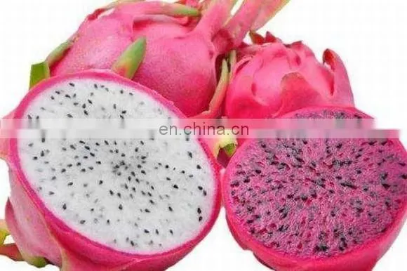 Dragon Fruit in Vietnam is Rich in Nutrients at the Best Price photo-2