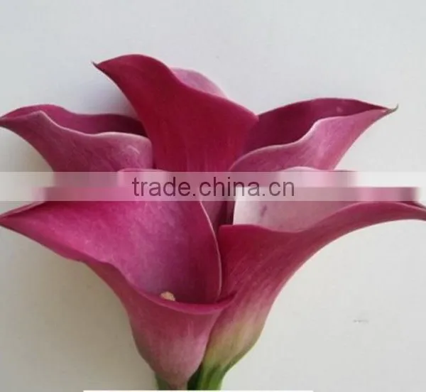 Cheap Wholesale High Quality Calla Lily From China Manufacture photo-5