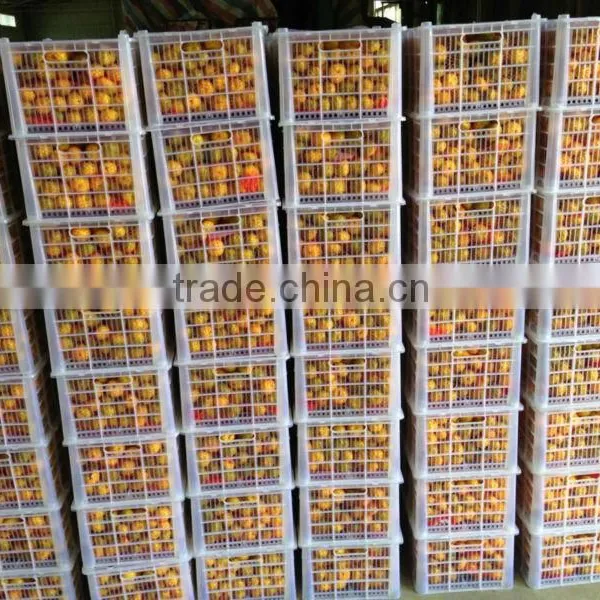 Sell Good Farmer Big Mandarin Orange Brother Kingdom photo-4