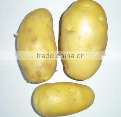 New Crop Fresh Potato photo-6