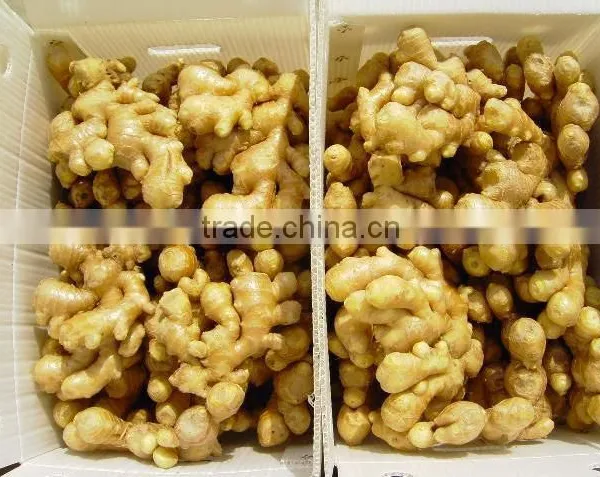Laiwu Fresh Chinese Ginger for Hot Selling photo-3