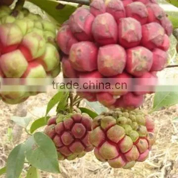 Kadsura Coccinea Fruiter Seeds for Growing photo-4