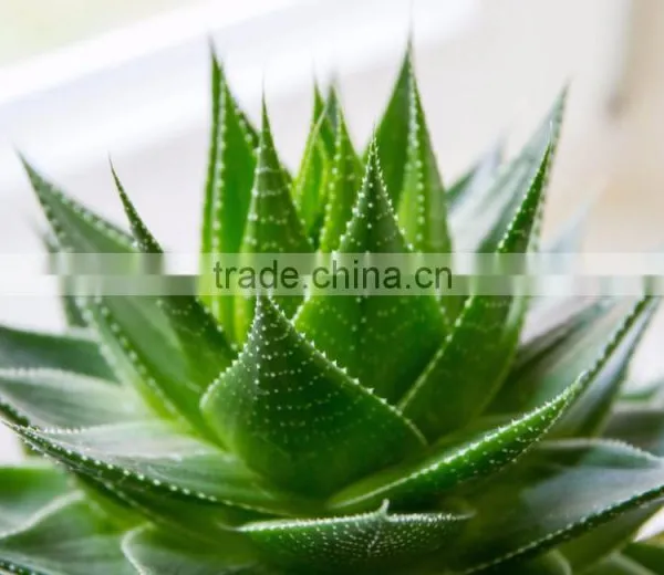Beauty Products Aloe Vera Gel. photo-6