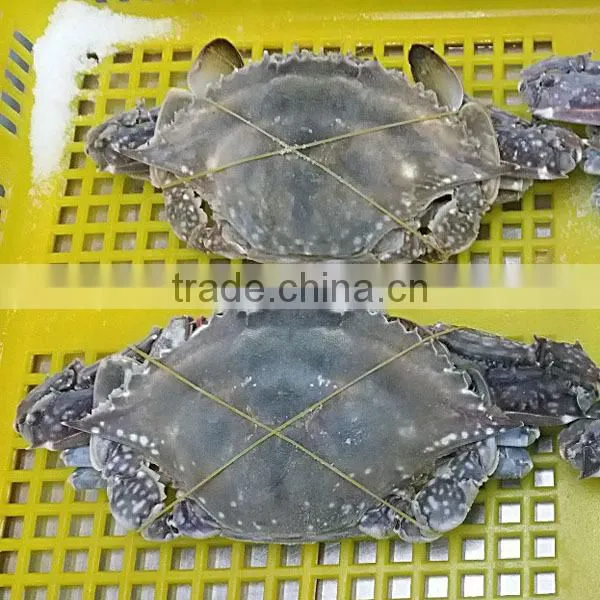 Whole Frozen Blue Swimming Crab photo-2