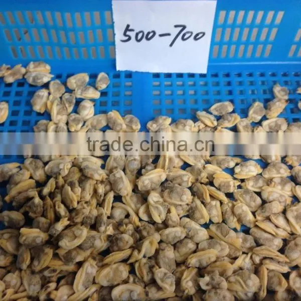 Tasty and Delicious High Quality Frozen Cooked Short Necked Clam Meat Without Shell photo-4