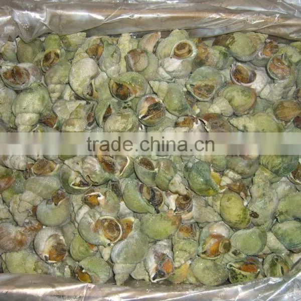 Jade Whelk photo-3