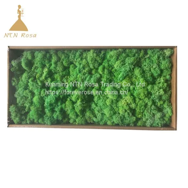 Hot Selling Green Moss Grass Wall for Decoration photo-4
