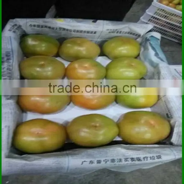 Chinese Fresh Tomatoes, Good Faith the Seller!
