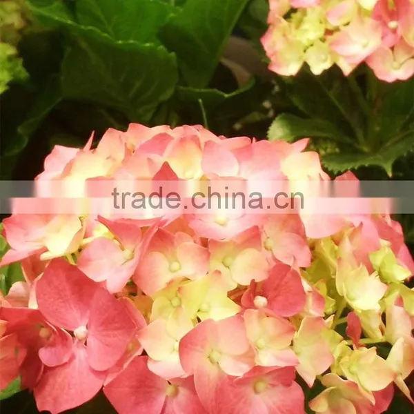 Low Price Cheapest Hydrangea Flowers Bonsai photo-2