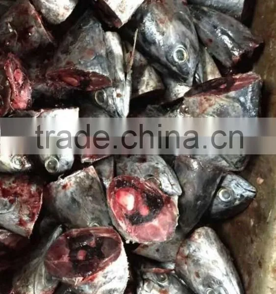 2015 Frozen Bonito Head for Bait photo-2