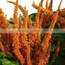 FRESH QUINOA photo-3