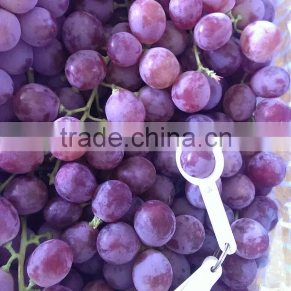 2014 New Crop Red Globe Grapes photo-6