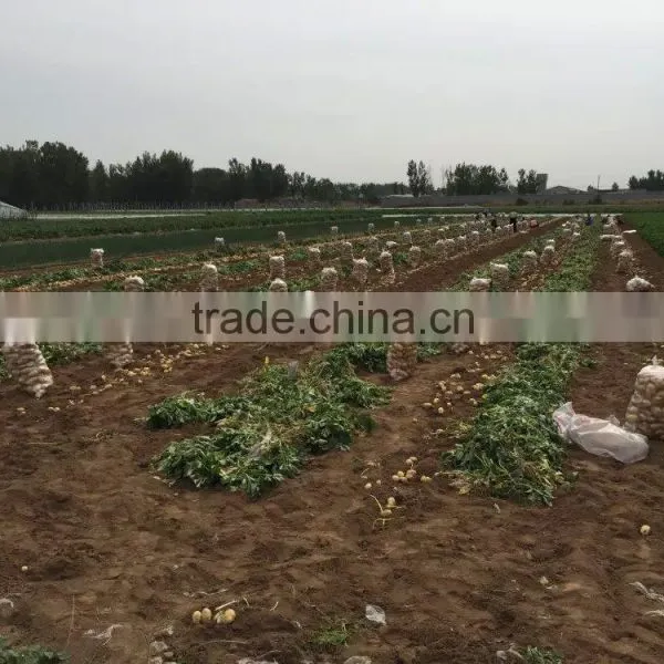 2015 Autumn Crop Potato photo-2
