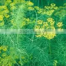 Fennel Seed Oil photo-2