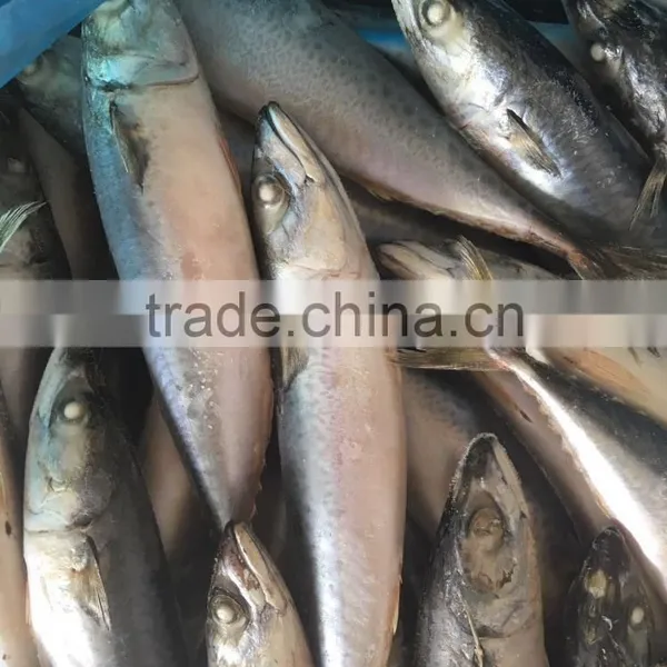 2016 New Caught Frozen Pacific Mackerel photo-4