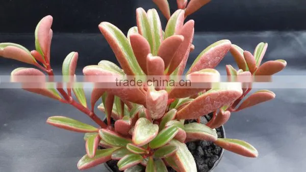 Peperomia Graveolens Decorative Plants Echeveria, Succulent Plants, Tropical Plants photo-2