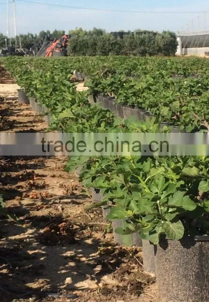 Ficus Carica photo-4