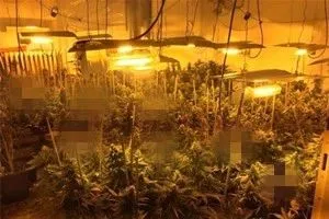 Blackout Greenhouse Plants Growing for Medical Use photo-5