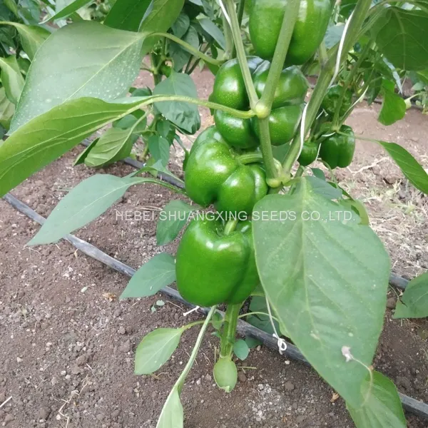 High-yielding Big Green Pepper Seeds Vegetable Seeds photo-2