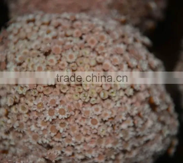 Star Flower (vivid Color) photo-6
