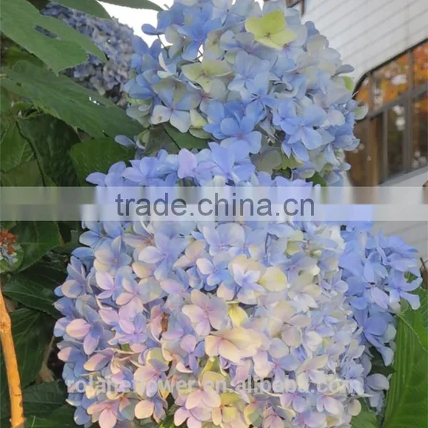 For New Year Decoration Wedding Bouquet Wholesale Natural White Hydrangea Bouquet From China photo-6