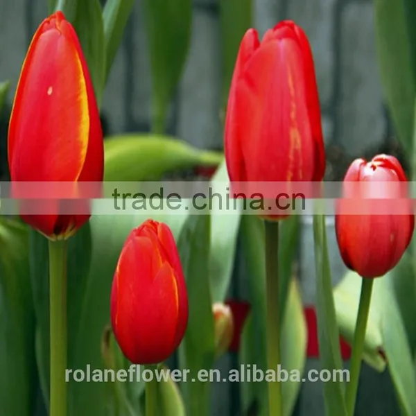 the Most Popular Classial Fresh Cut Red Tulip Flower photo-2