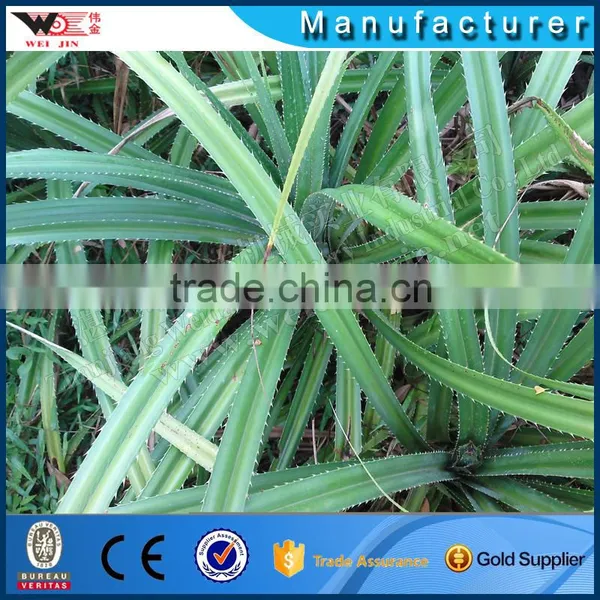 XT-250 Portable Pineapple Leaf Decorticator In Bangladesh photo-6
