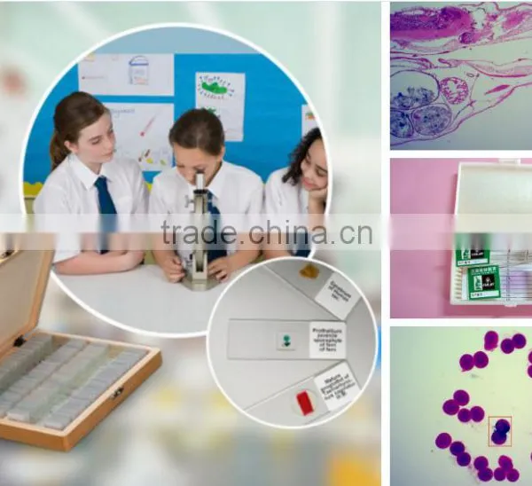 Chicken Embryology Prepared Slides,embryology Slides