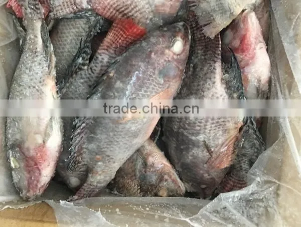 Frozen Chopa /Frozen Tilapia /Black Tilapia