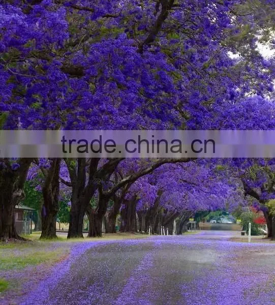 Jacaranda Mimosifolia photo-5
