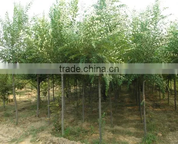 Ulmus Pumila L. Tree photo-3