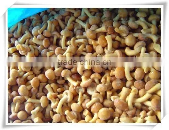 Best Selling Fresh Frozen Shiitake Mushroom photo-4