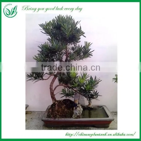 Natural Plants Foliage Plants photo-4