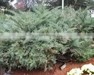 JUNIPERUS FLORAL WATER photo-3
