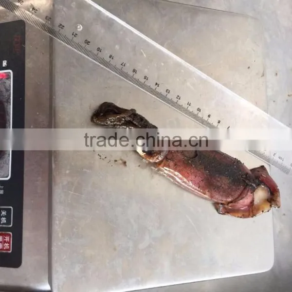 Balck Squid photo-3