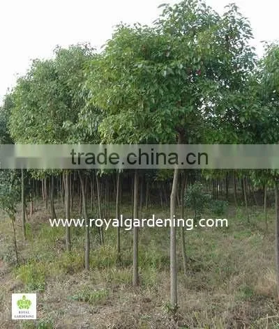 Cinnamomum Camphora Cold Hardy Plants photo-2