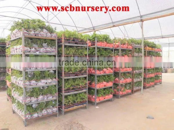 Ficus Bonsai Nursery Plant Supplier photo-3