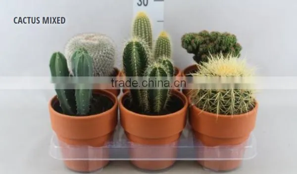 CACTUS MIXED