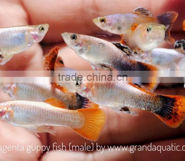 Magenta Guppy for Freshwater Aquarium Fish Export Company From Thailand photo-2